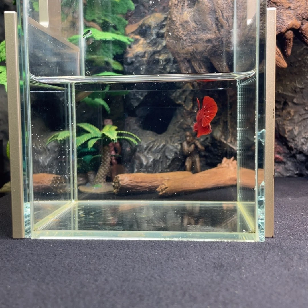 斗鱼十一月二十日竞价