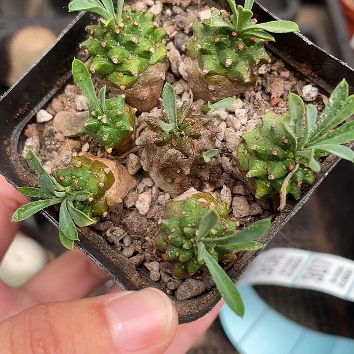 299峨眉山仙人球植物