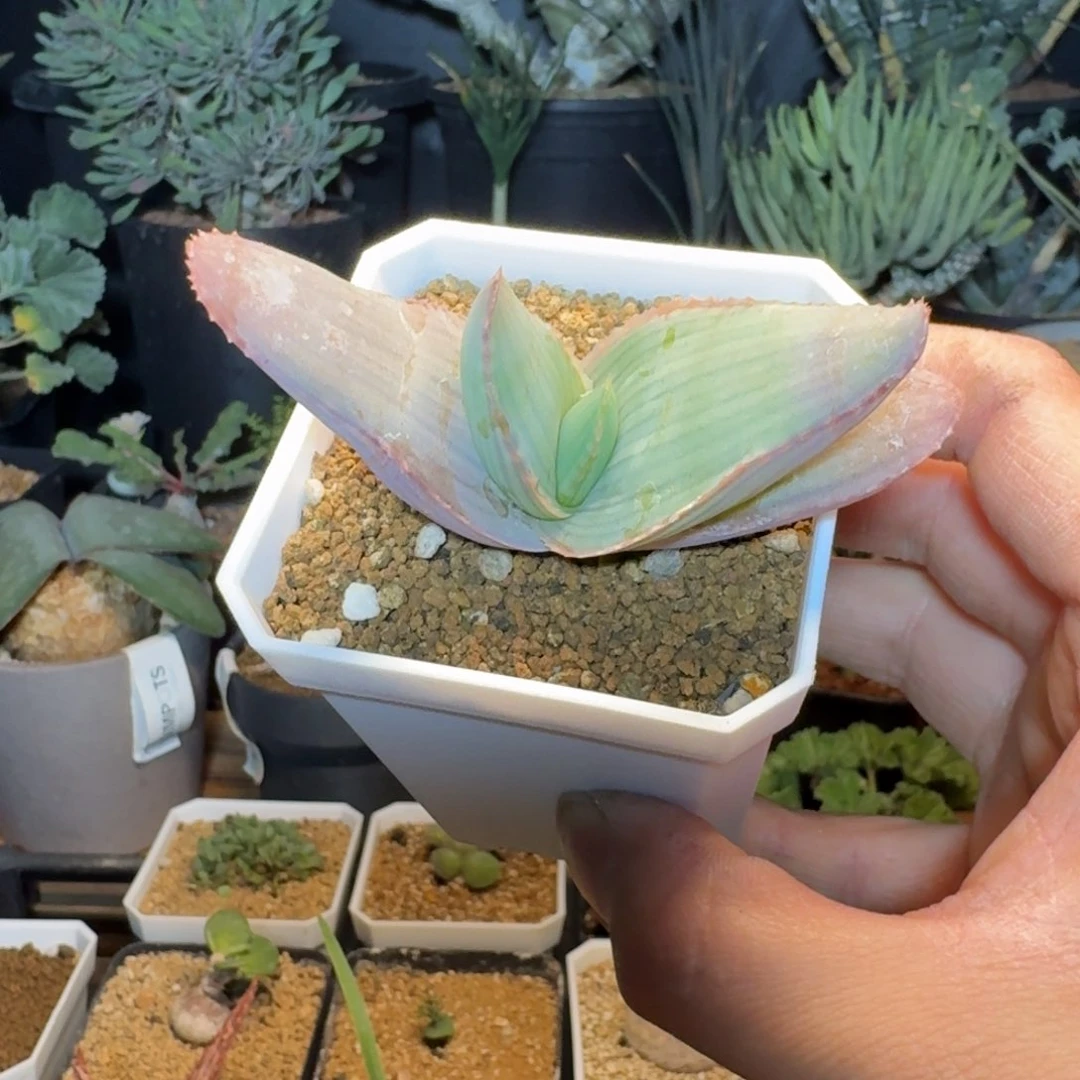 大*3卡拉芦荟多肉植物
