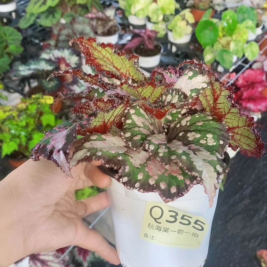 当前无花栽培后可以开花坠***点秋海棠355