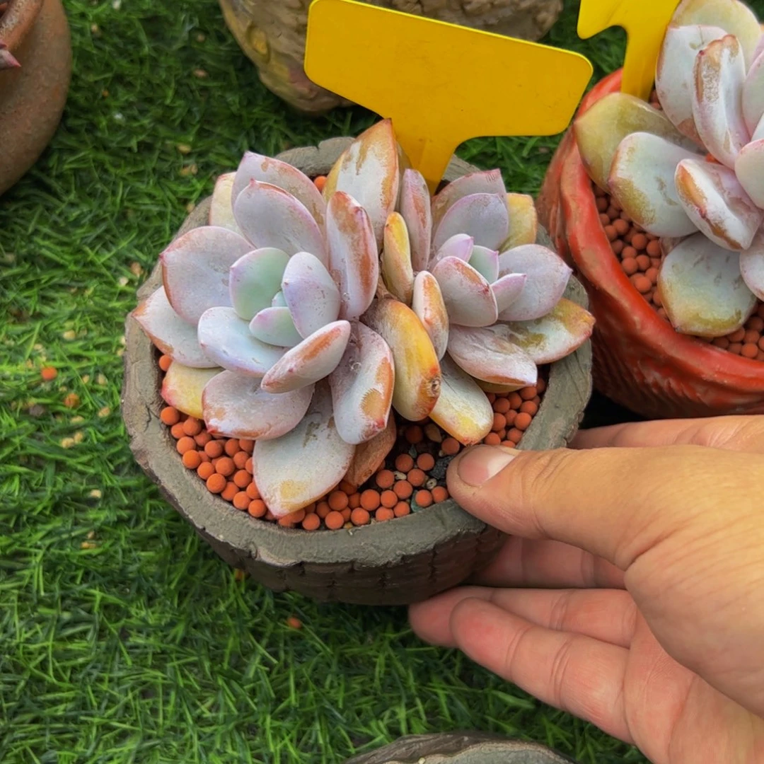 暧***)奶茶小老桩多肉植物