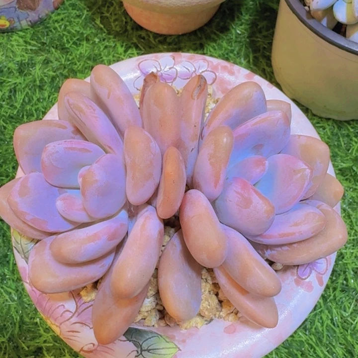 粉兔老桩一物一拍