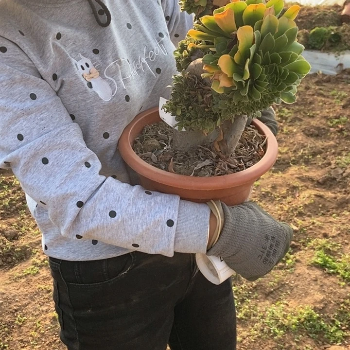 善**己752翅膀绿1111