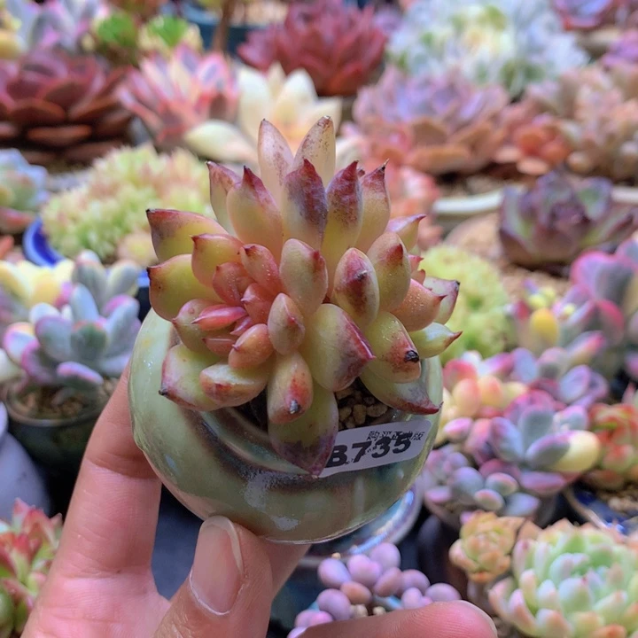 一物一拍含盆土满38包邮B735