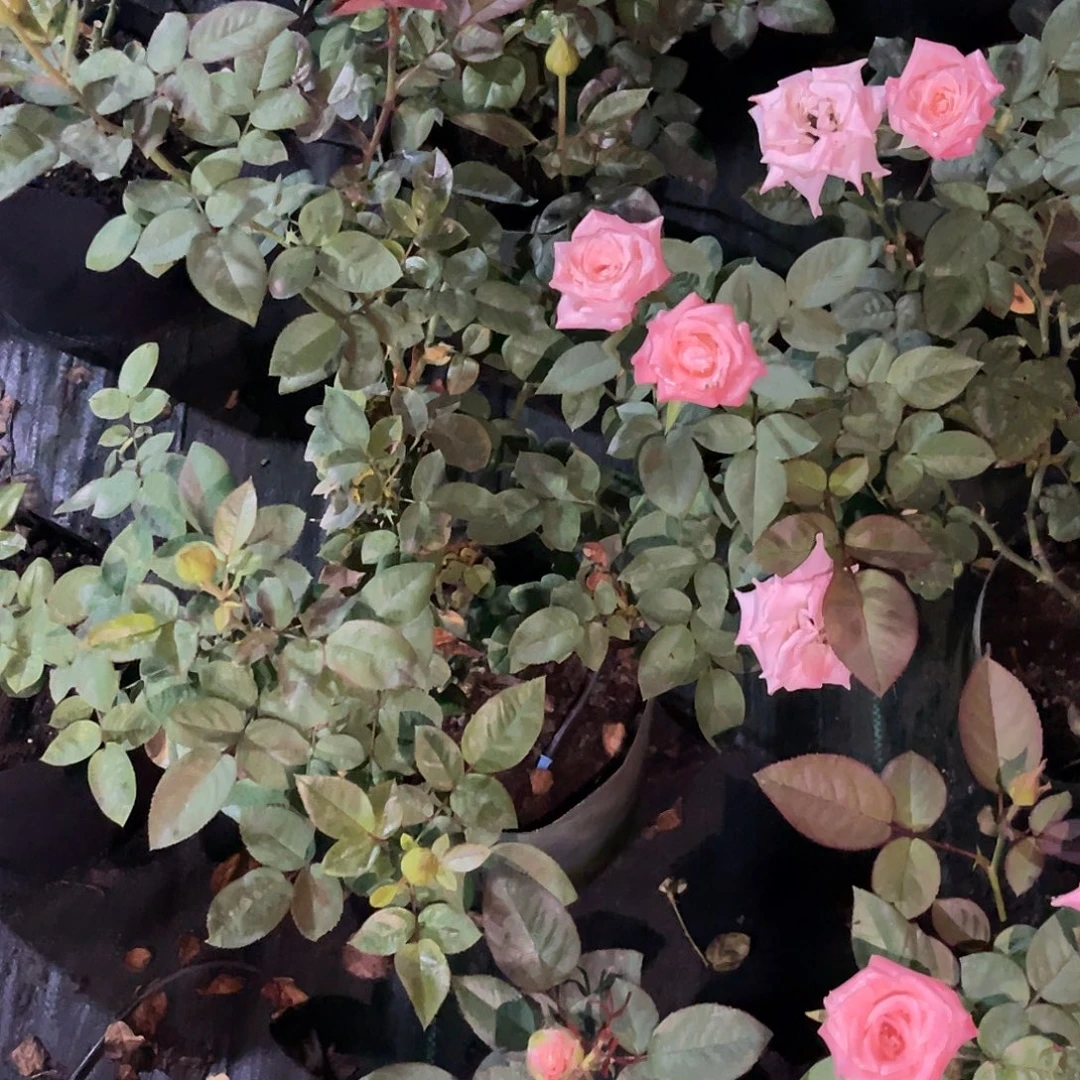 无花朵———测试117 大苗福利款
