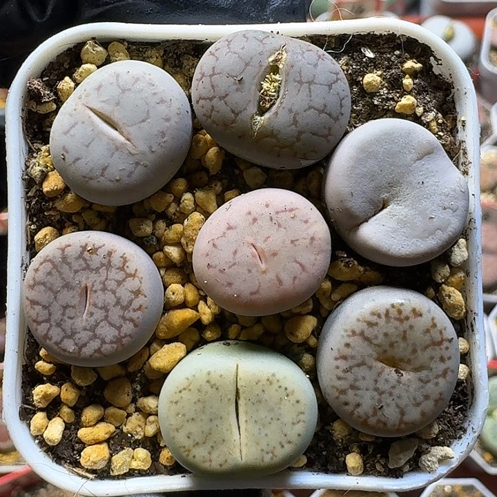 生石花1111111。   181