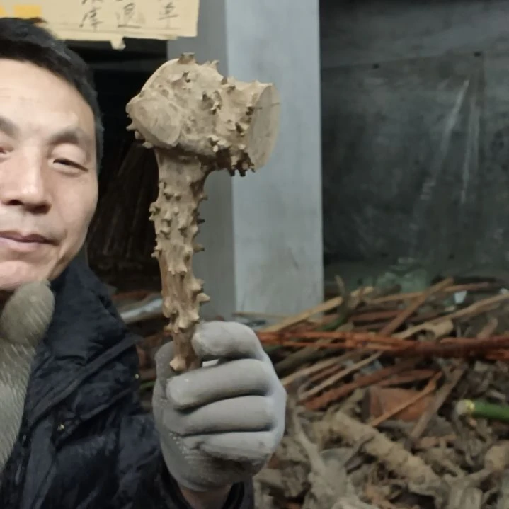 稳定木莲****心贵州檬子木   铁马鞭   根艺  半成品