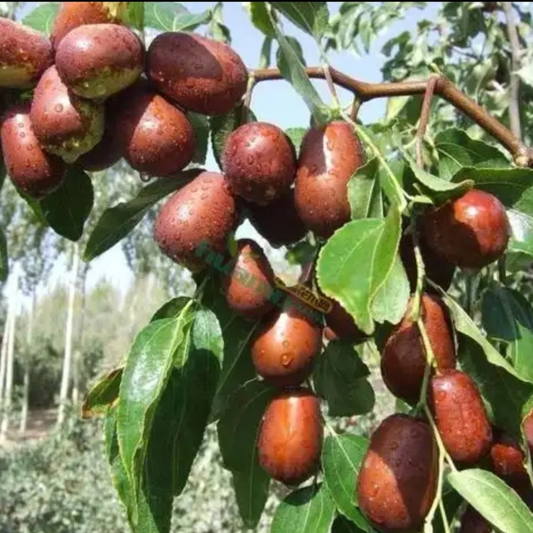 龙枣(又名龙须枣)9月中旬成熟耐旱耐寒耐热南北方种植