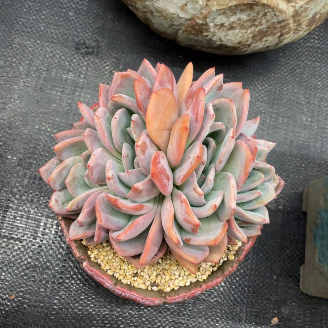 弥鹿之森一物一拍