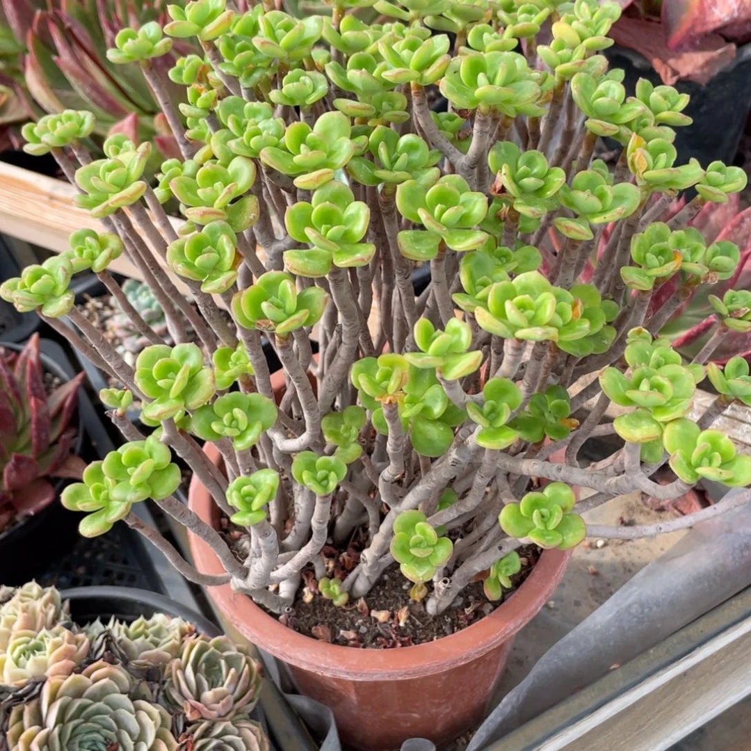 V****丸叶红梅群生多肉植物
