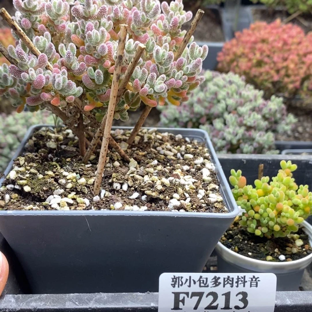 高****城优选冰晶7213枝干番杏