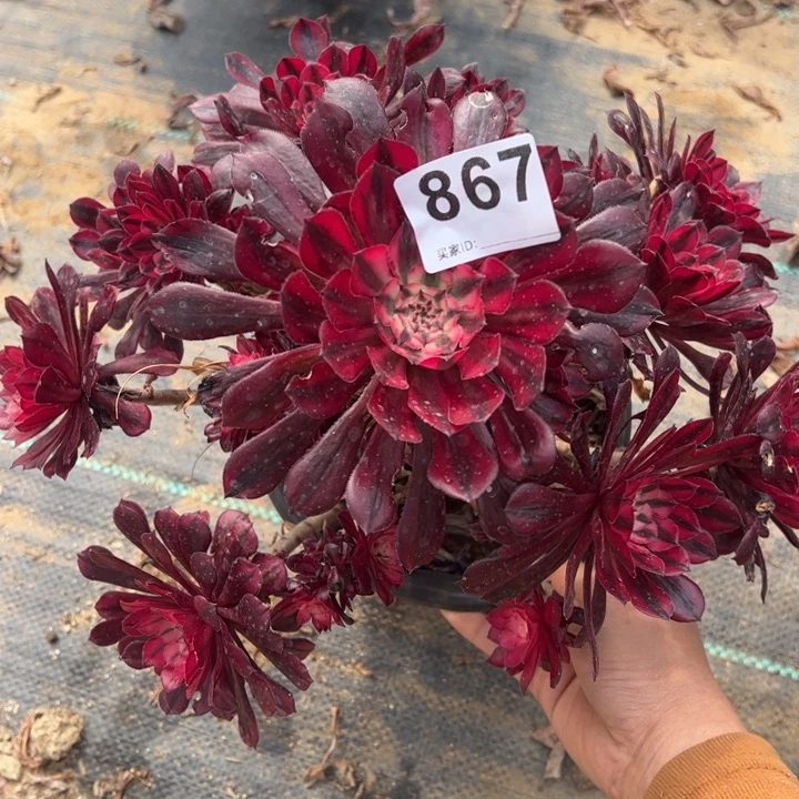 砍头桩红铜白多肉植物867