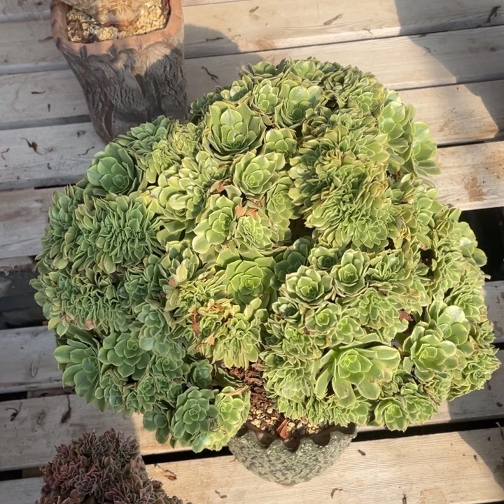 法师老桩缀化绿豆沙