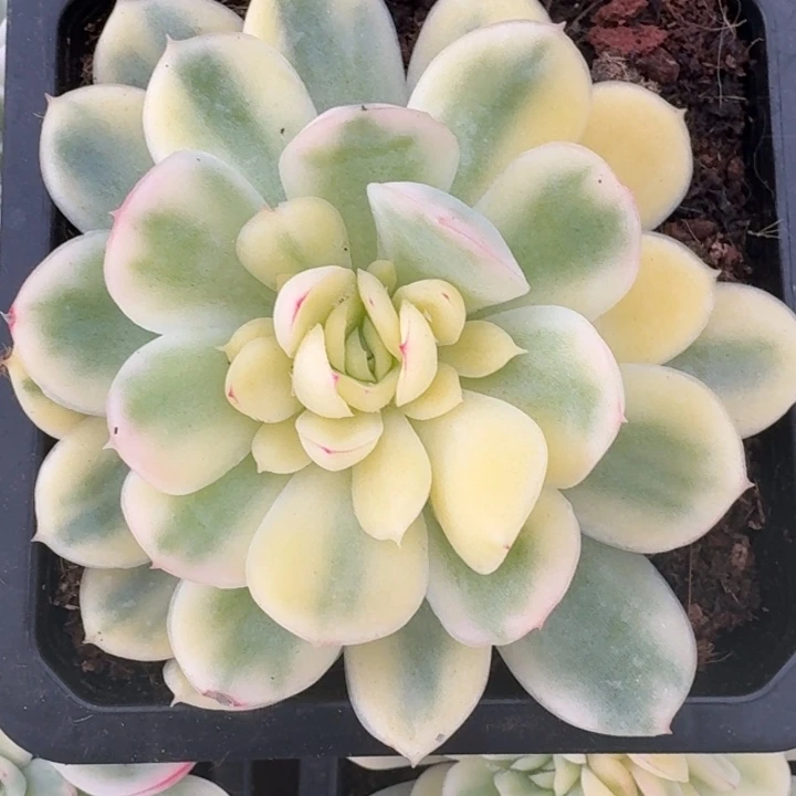 草莓冰锦一物一拍