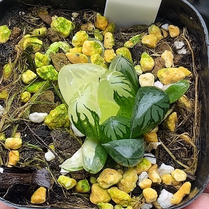 145水晶灯玉露锦头家多肉十二卷