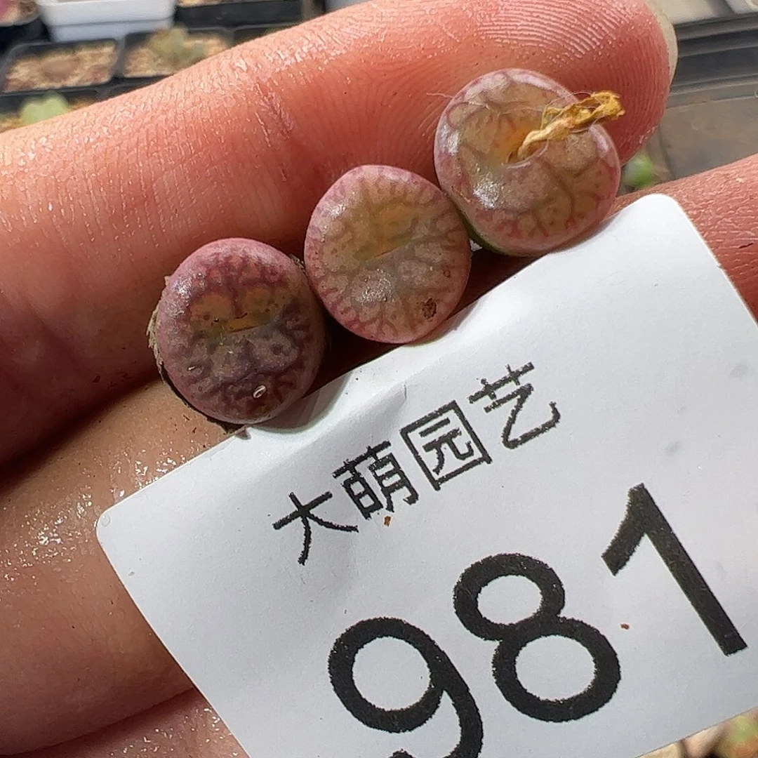 一物一拍。      981