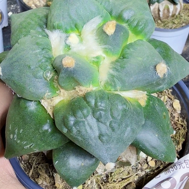 无花朵福利苗接大怒涛882
