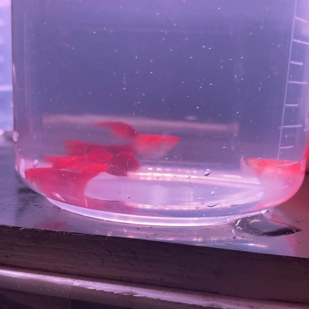 快***1海水鱼精品血红两对