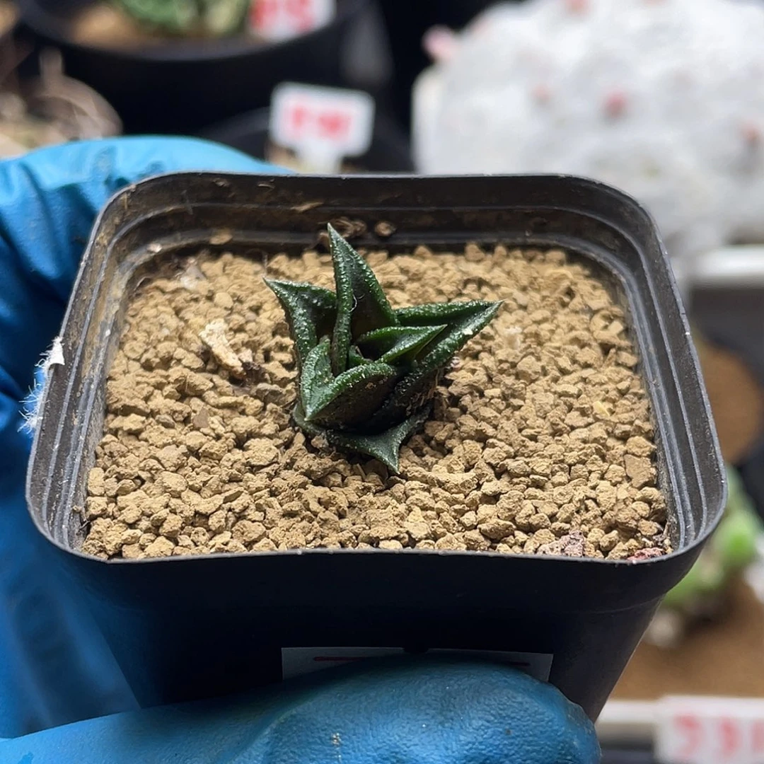 实生短叶宽尼古拉仙人球