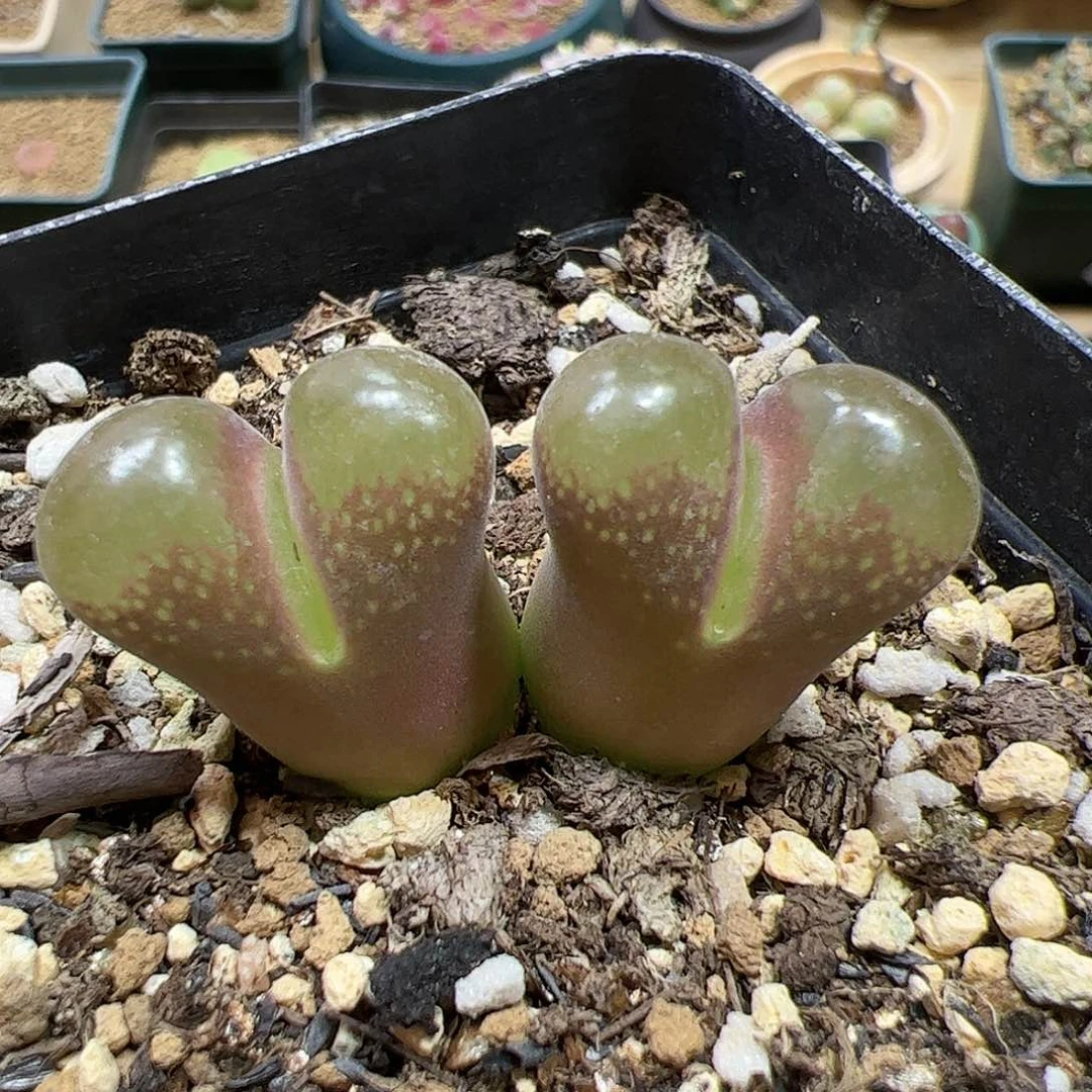 【闪购商品】306 风铃