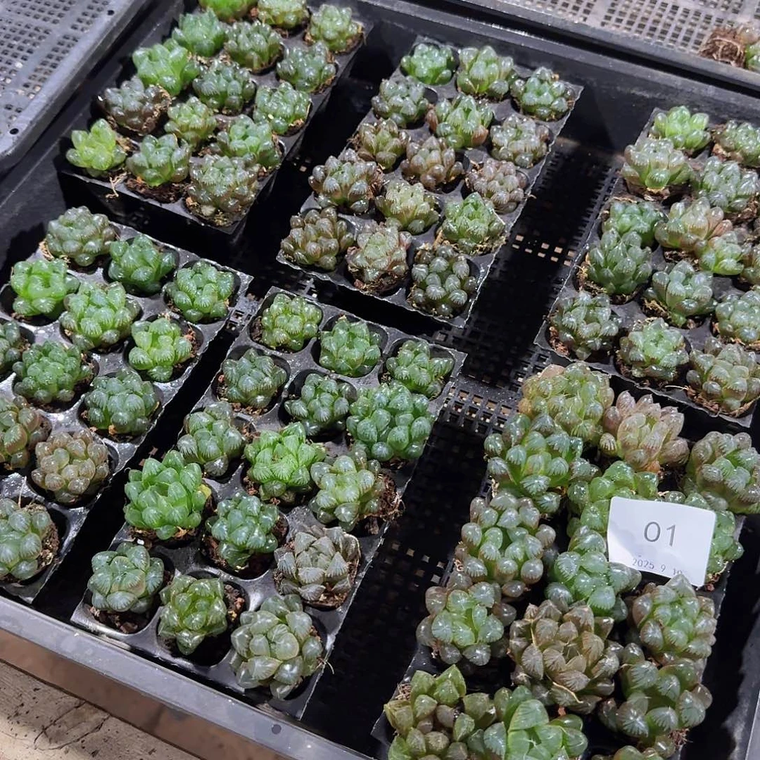 105孔玉露15颗带血盘量拍