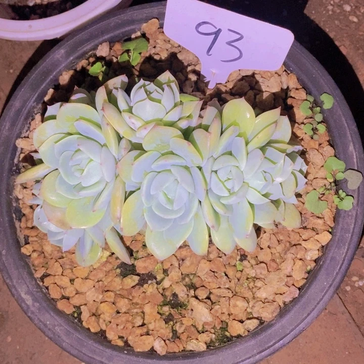 这么多都在一起吃