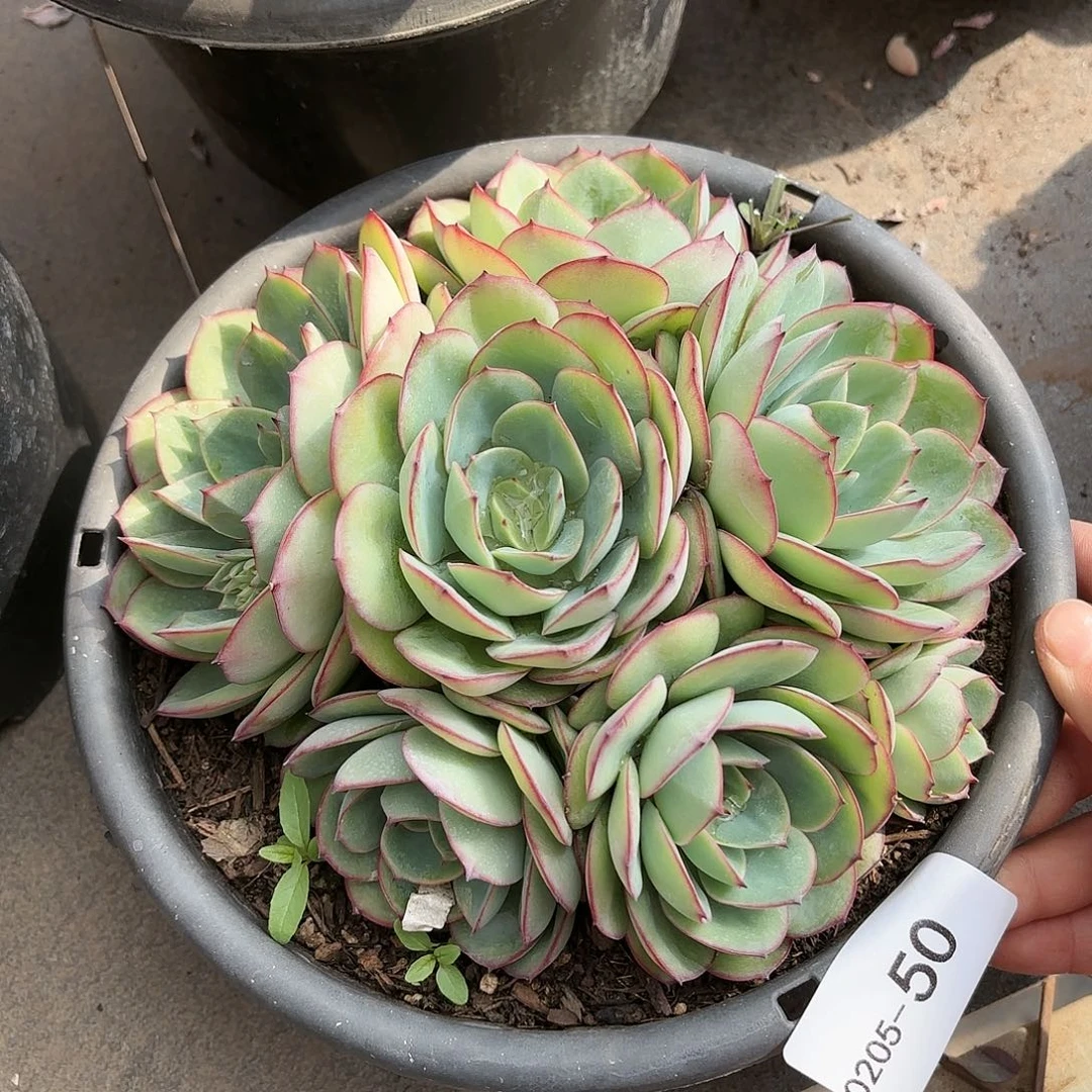 同温层多肉牡丹亭50