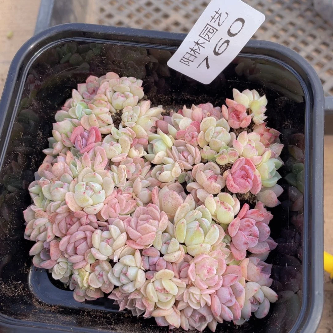 多肉植物多肉植物760