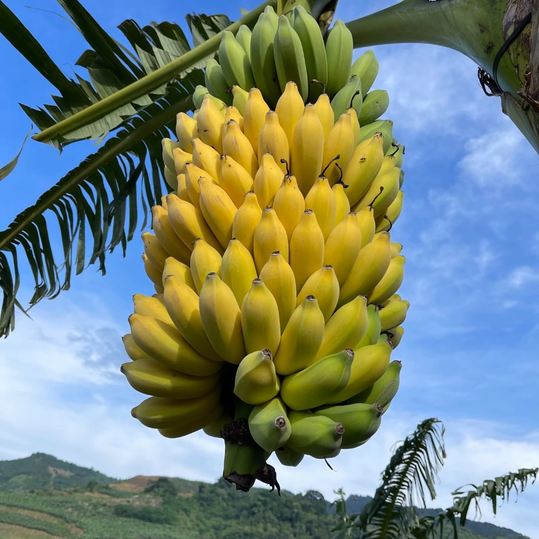 【树上自然熟】云南高山老品种芭蕉新鲜小米蕉现砍现发口感软糯香甜