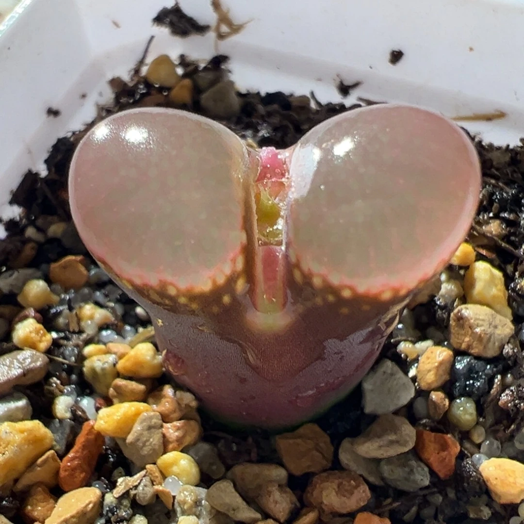 优选红风铃 厚翻窗 有瑕疵 福利07