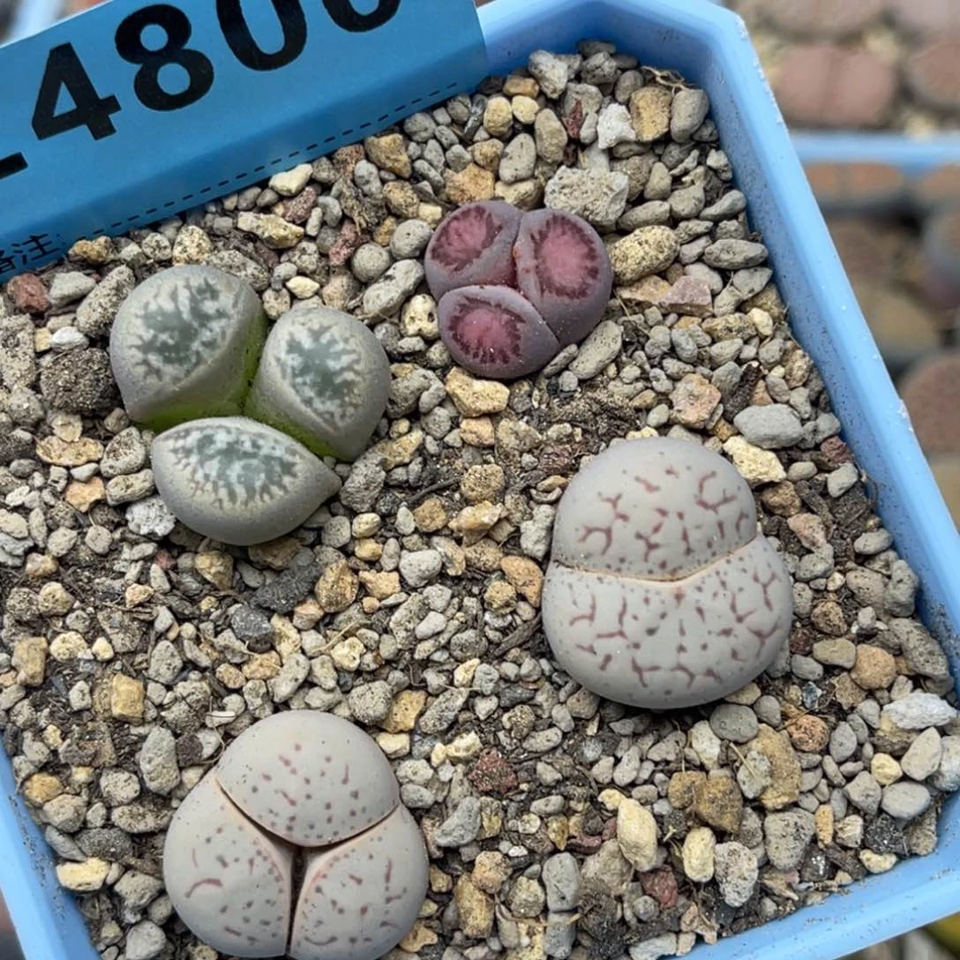 4800小怪组合四颗。