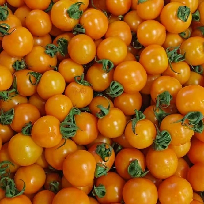 【顺丰包邮】蛋黄小番茄2.5斤，产自盘锦碱地弹牙多汁