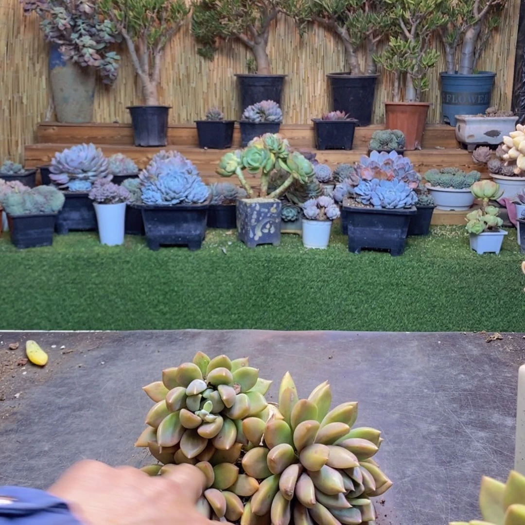 湿****露H177号象牙多肉