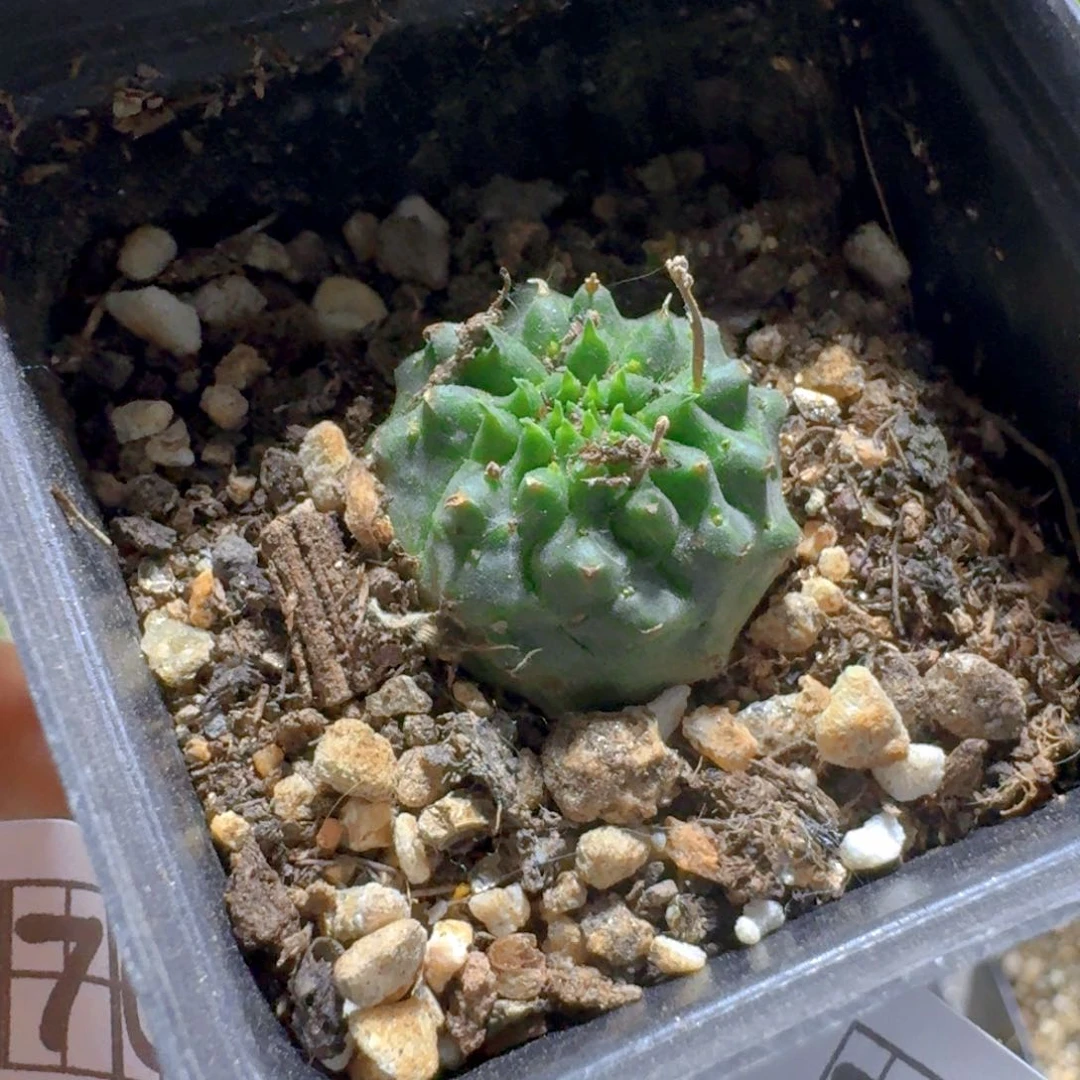 775贵青玉脱土发货一个随机