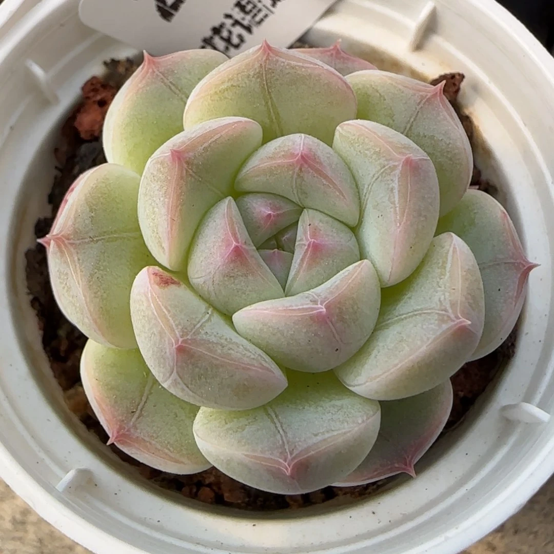 花语逸境0218-229