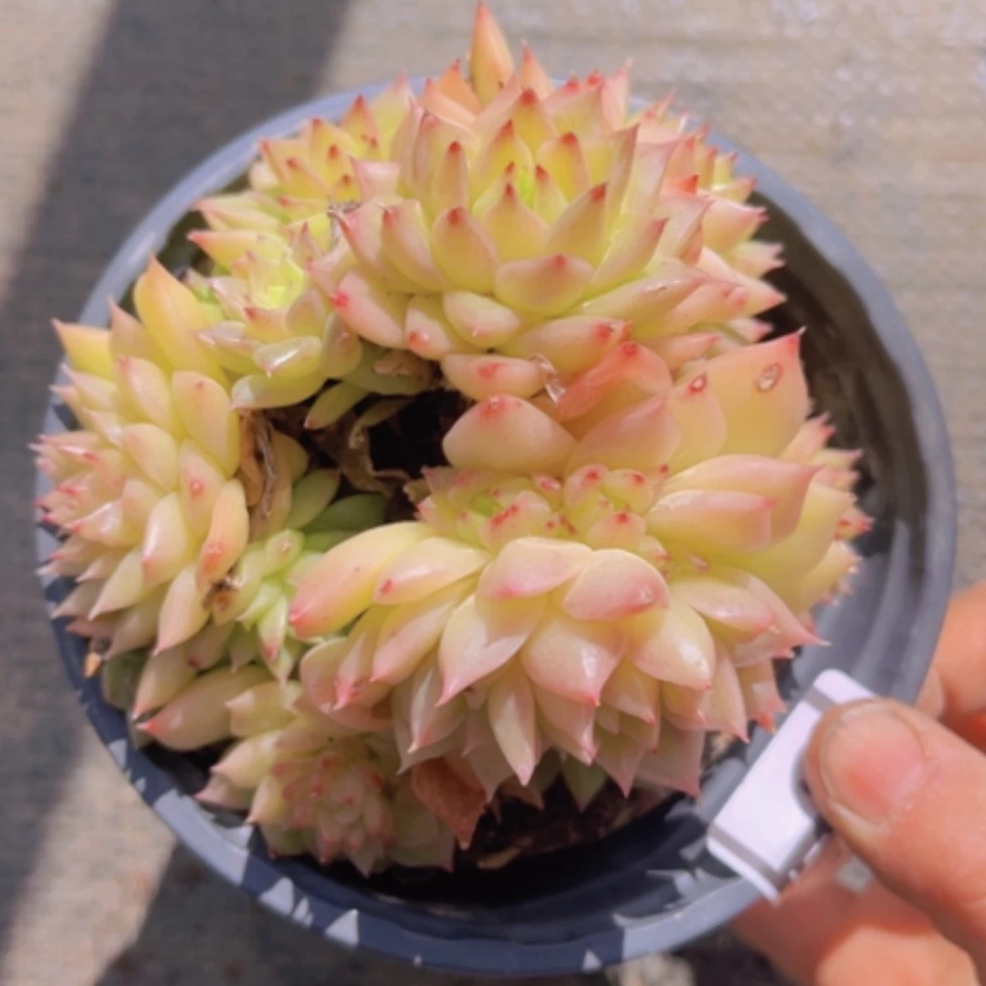 【闪购商品】麦秆03166