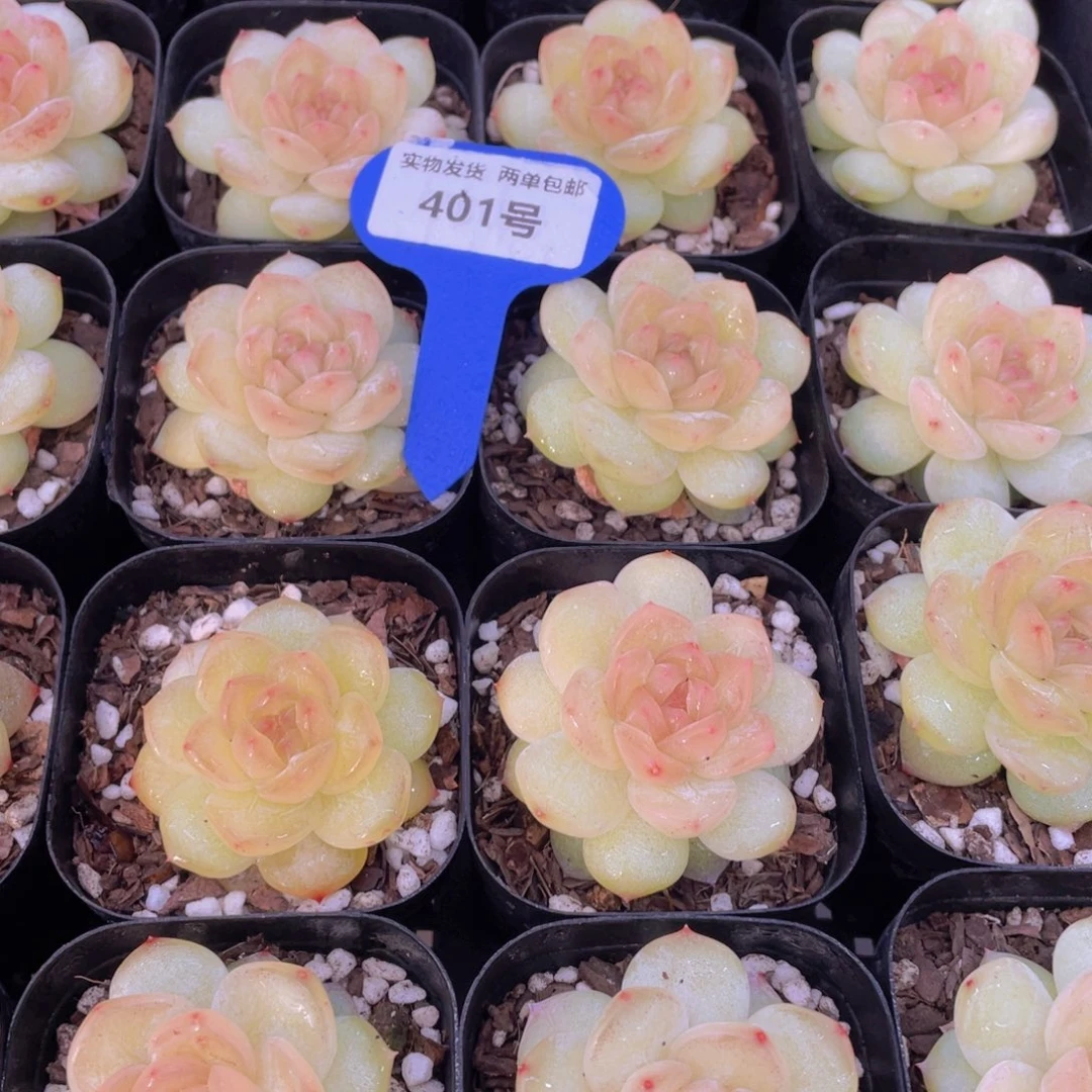 401号果冻透底白烁珍妮单头一个