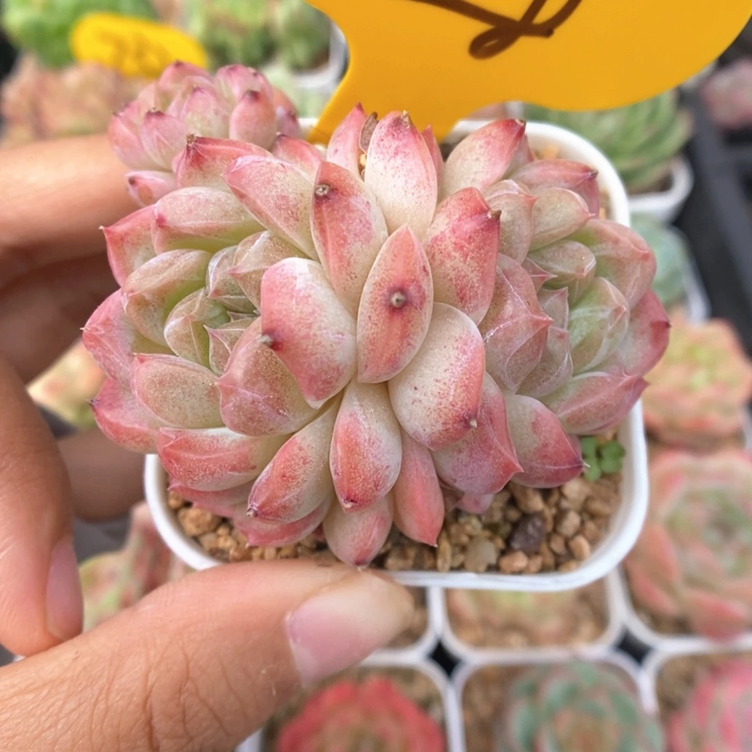 发***橙珍妮群生728号。