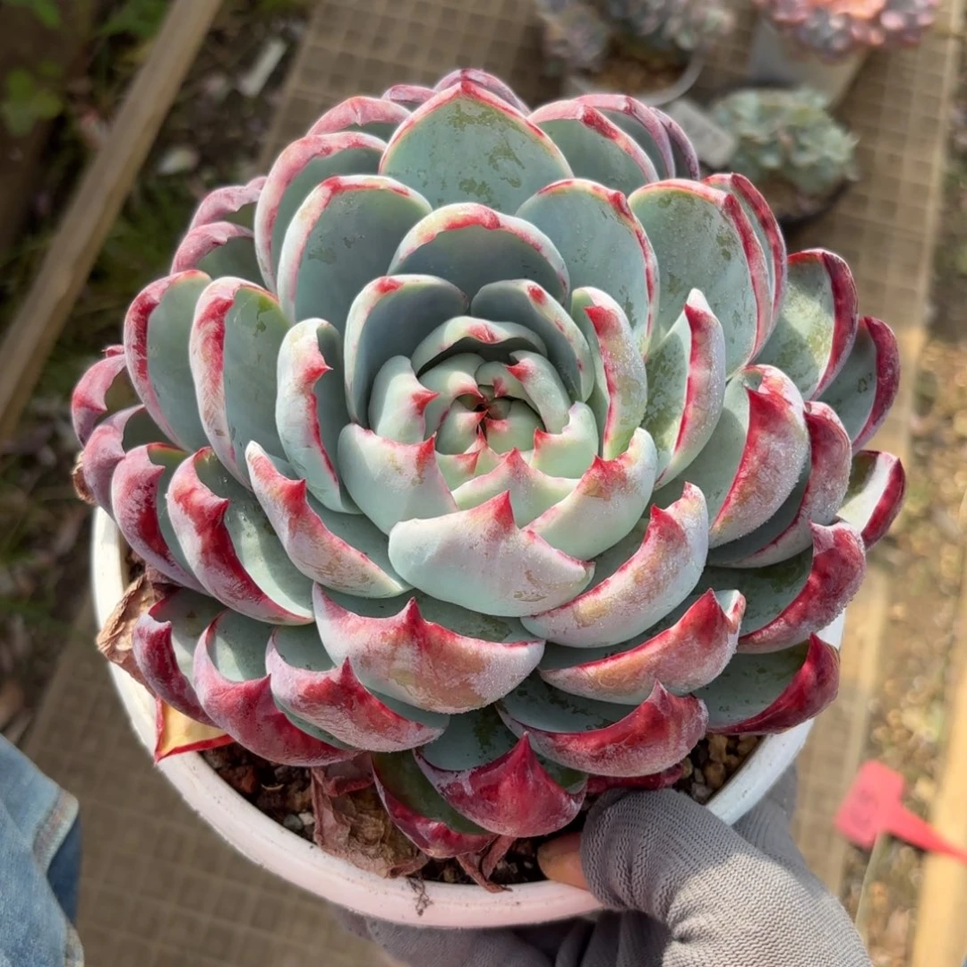 惊鸿仙子888888888888