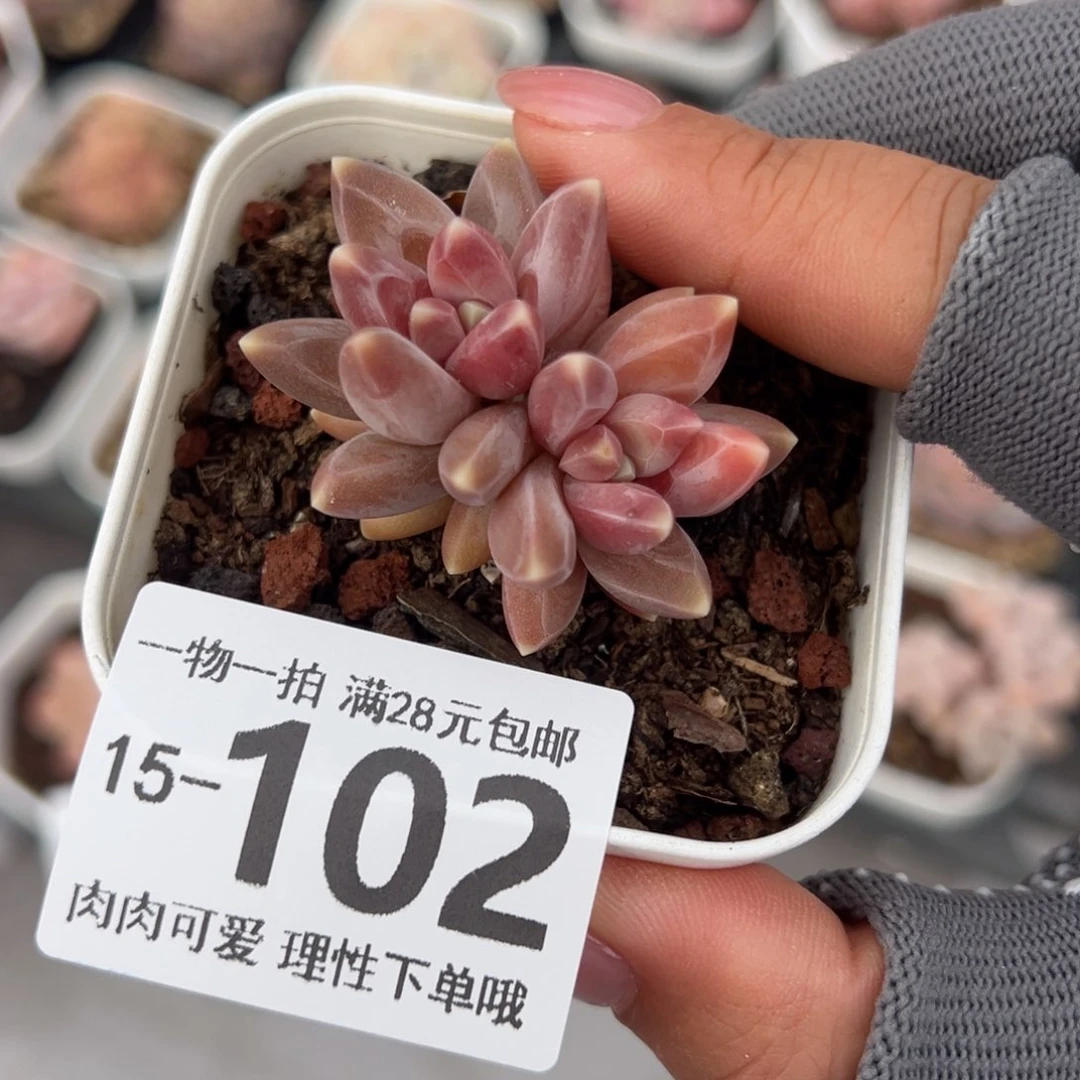 乌拉克拉多肉多肉多肉多肉