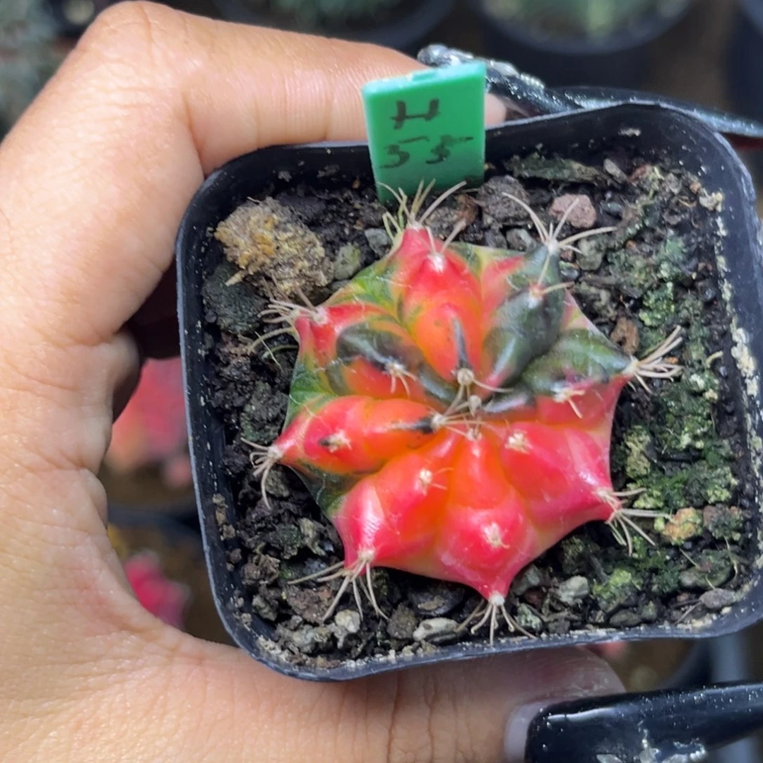 H55 侧牙米哈 带盆土福利捡漏