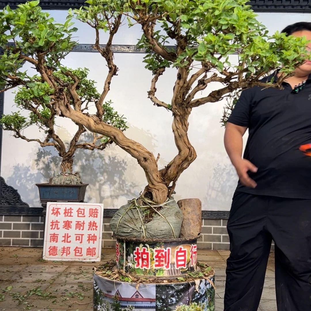 完全开放金银花088888