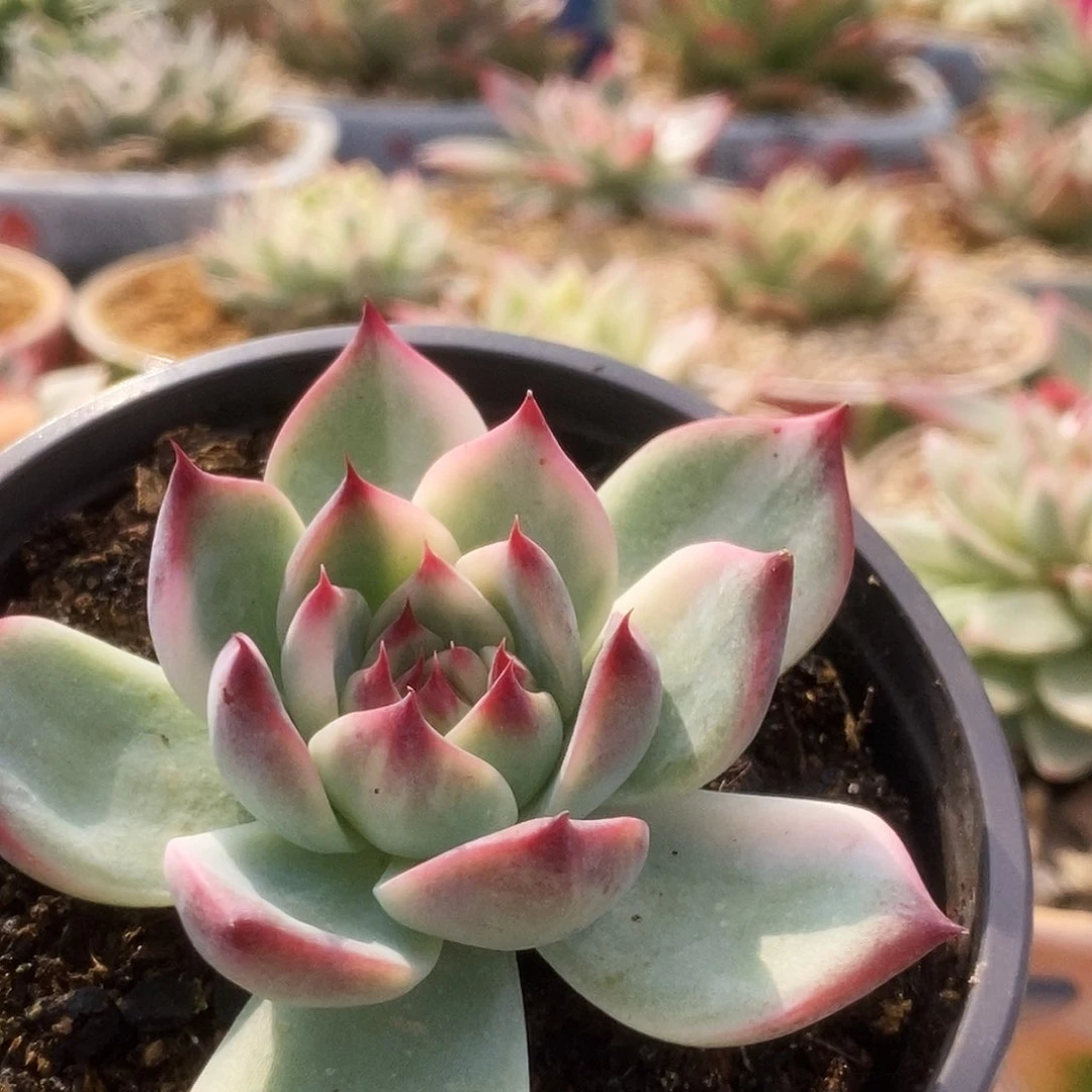 049锦锦锦锦锦锦锦锦