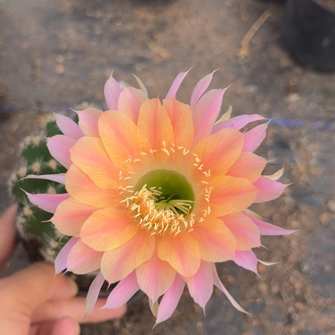 小****实生黑金刚仙人球1