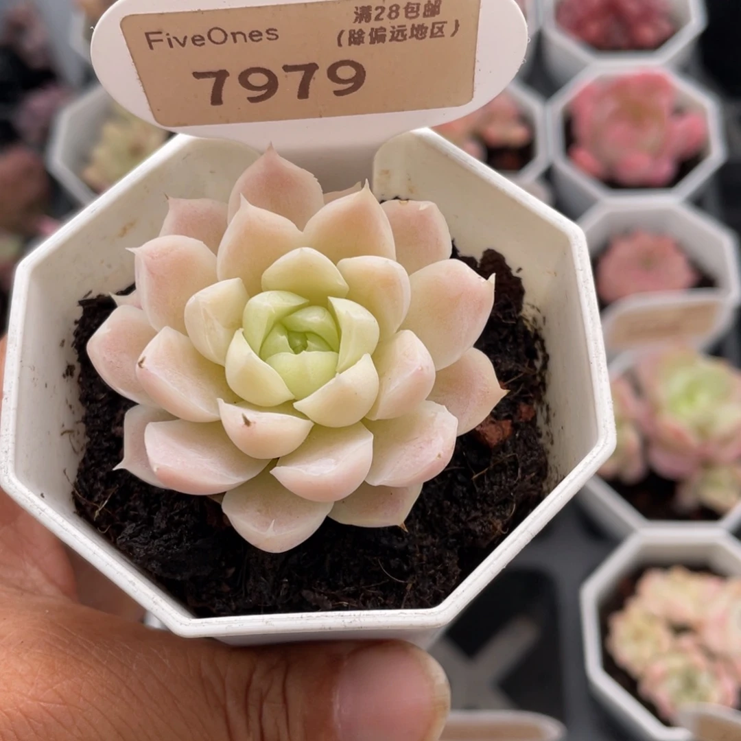 白雪7979-4.5厘米