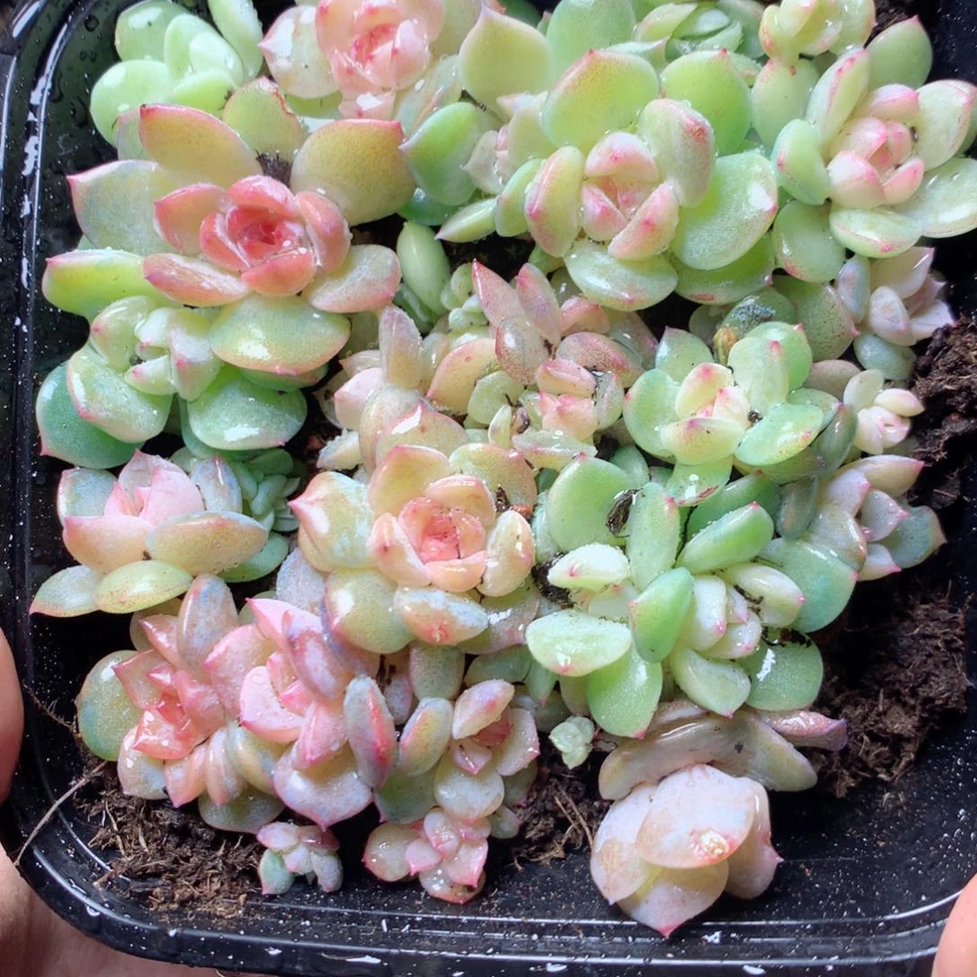 无花朵Q35。 b2混珍妮yyy