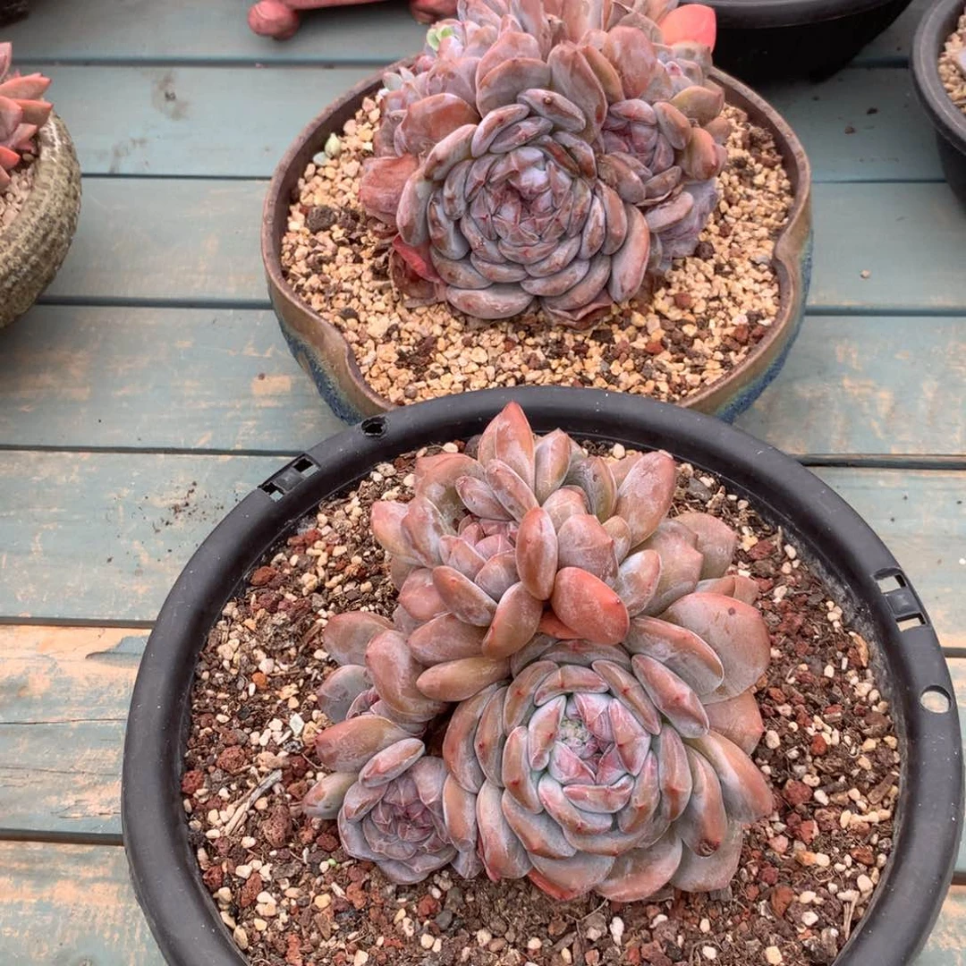 无花朵粒粒花花花花花花花花花