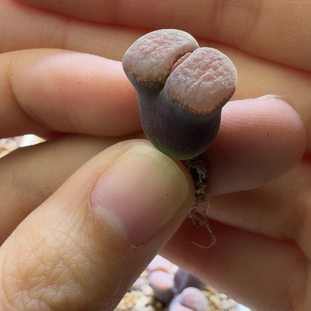 35号单头绒窗风铃一物一拍1.3