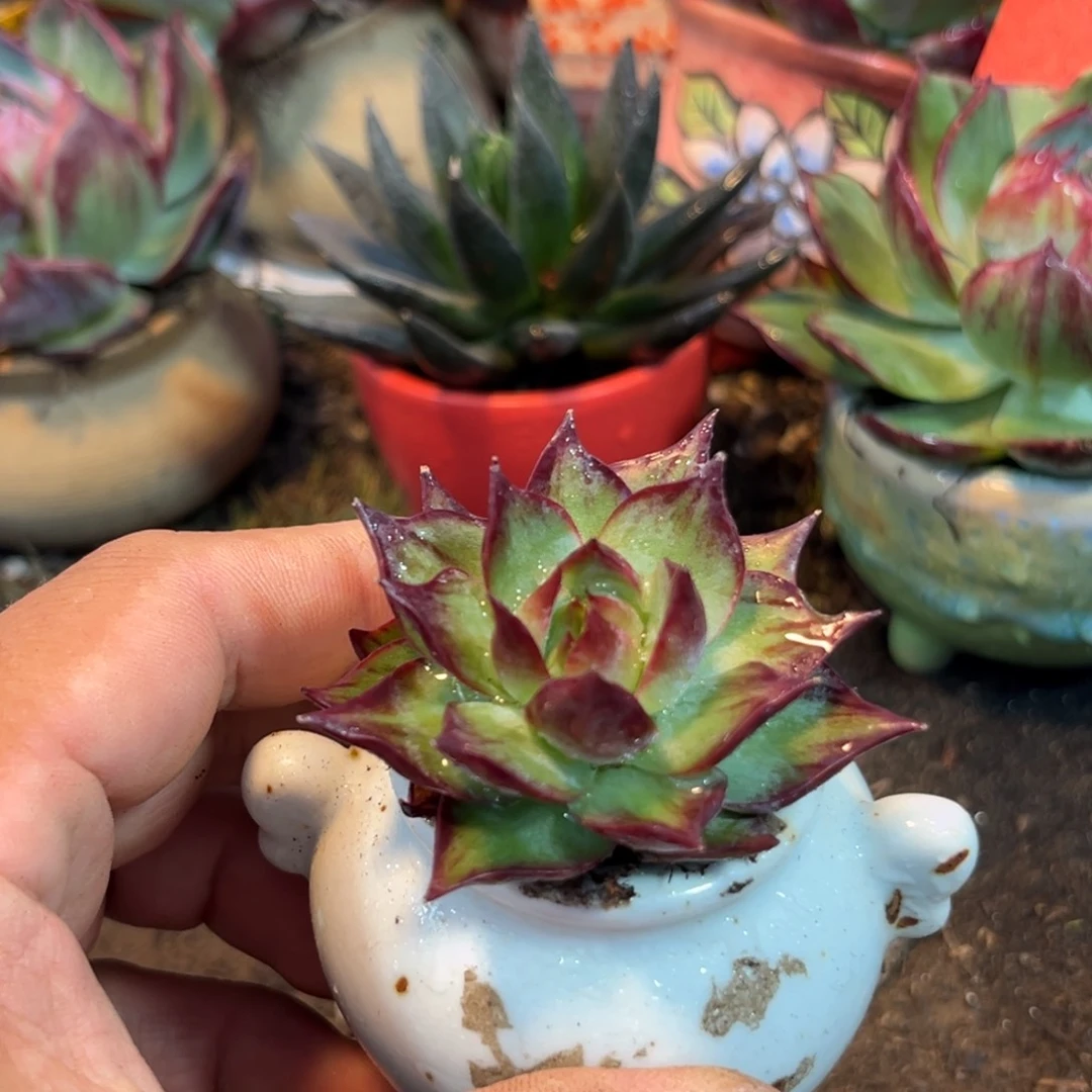 惊鸿仙子多肉植物