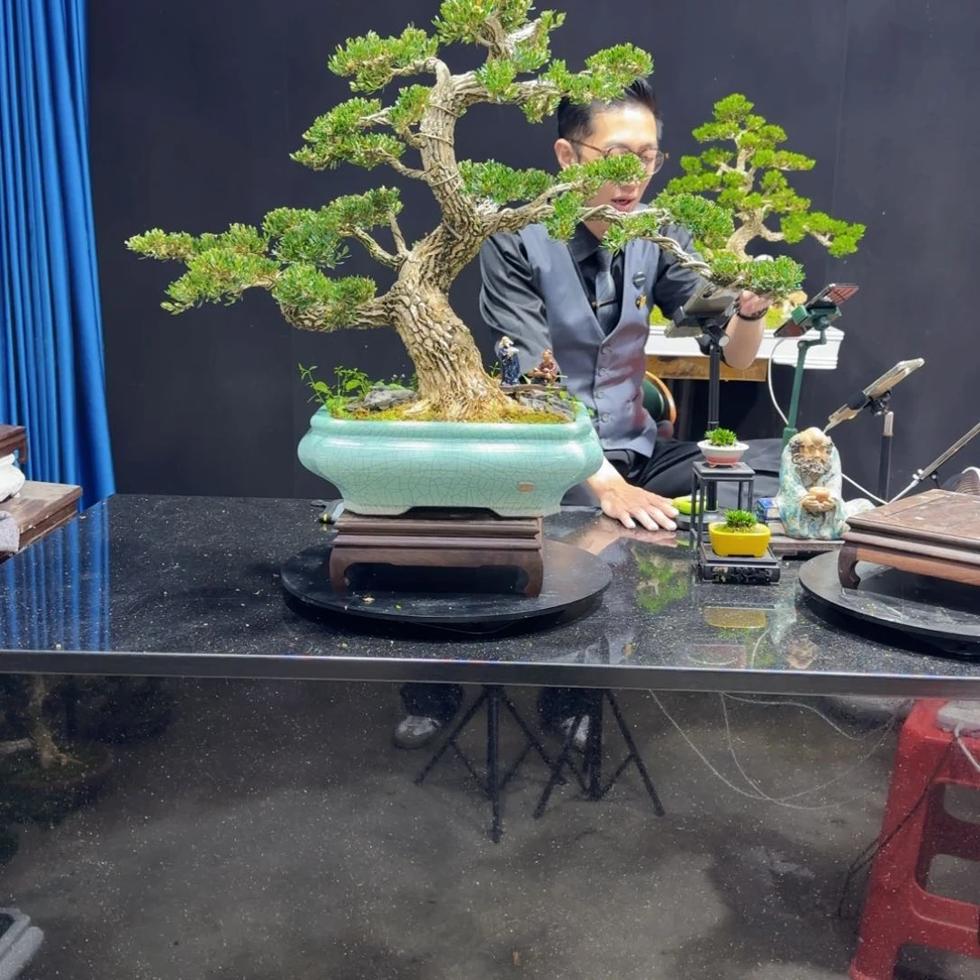 黄杨室内室外盆景艺术